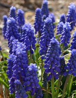 There were huge arrays of Grape Hyacinth this year
